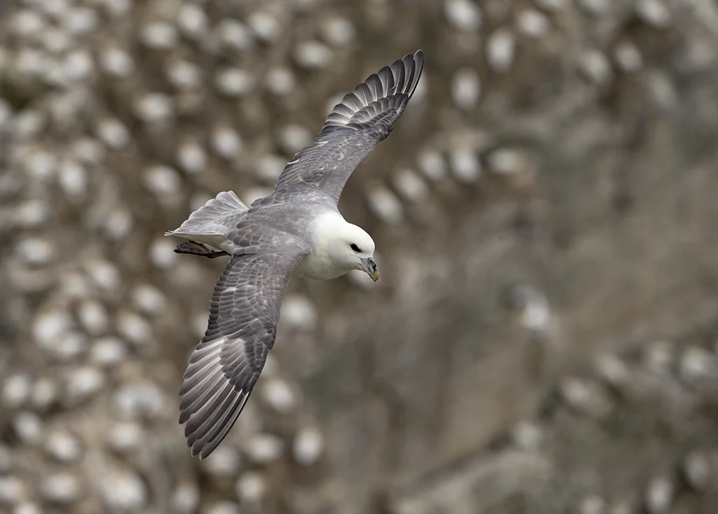 Fulmar (Fulmarus glacialis)