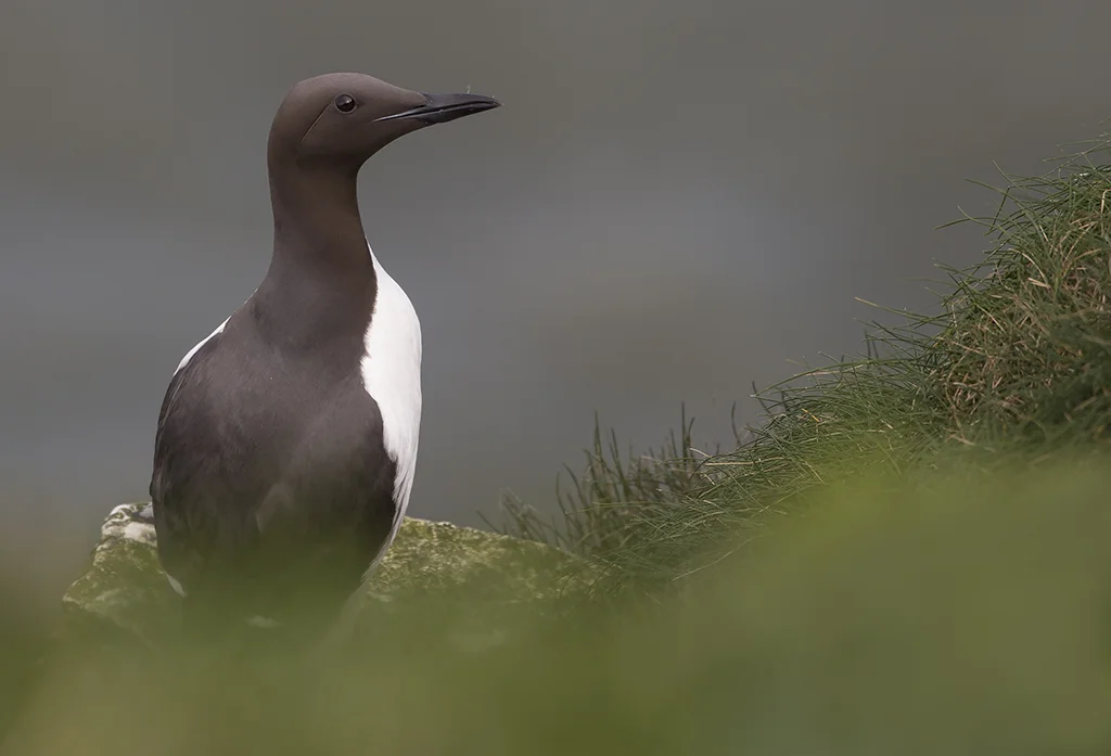 Guillemot (Uria aalge)