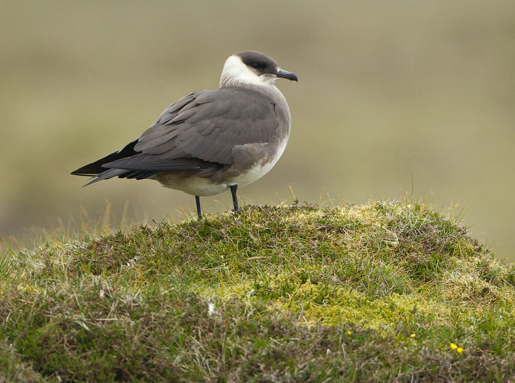 Arctic Skua (Stercorarius parasiticus)