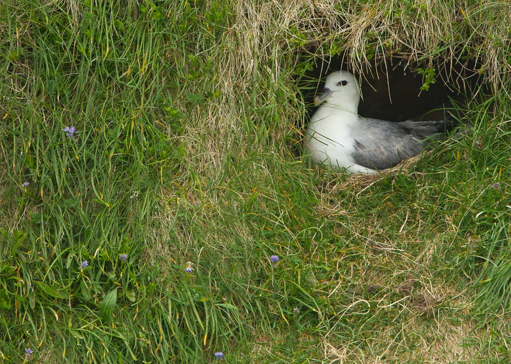 Fulmar (Fulmarus glacialis)