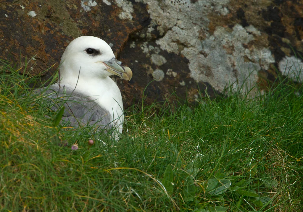Fulmar (Fulmarus glacialis)