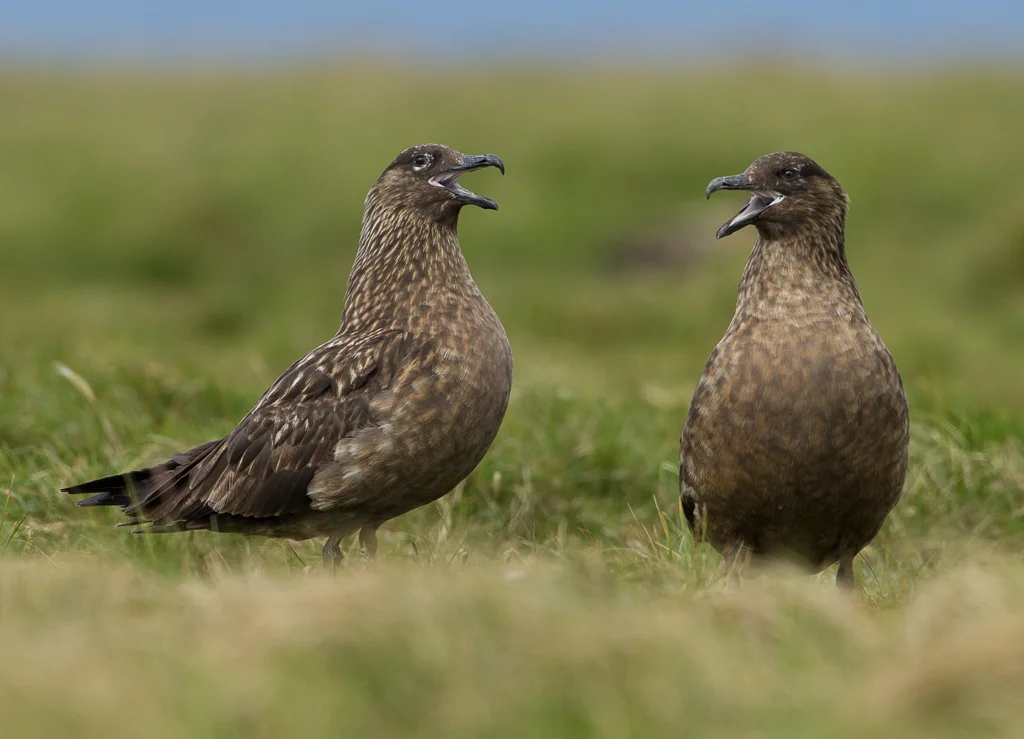 Great Skua (Stercorarius skua)