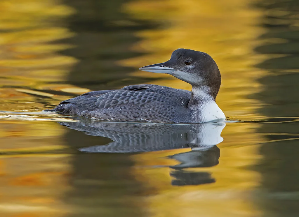 Great Northern Diver (Gavia immer)