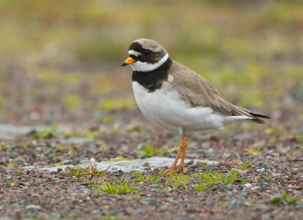 Ringed Plover (Charadrius hiaticula)