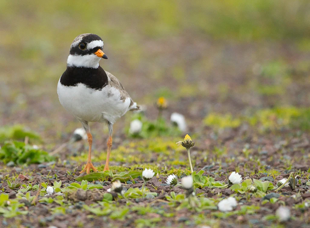 Ringed Plover (Charadrius hiaticula)