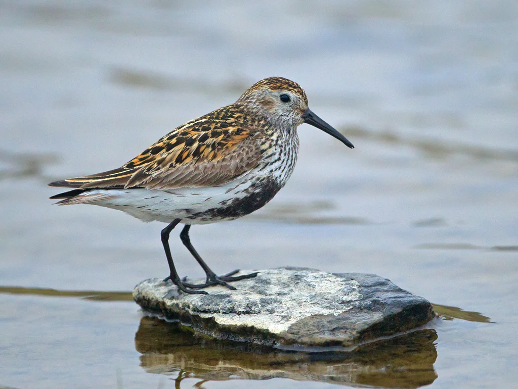 Dunlin (Calidris alpina)