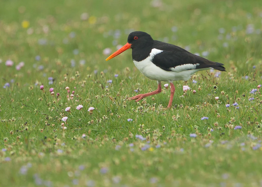 Oystercatcher (Haematopus ostalegus)