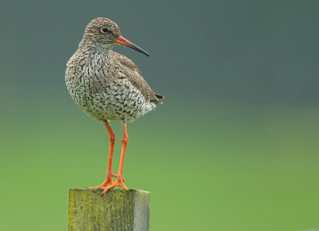 Redshank (Tringa totanus)
