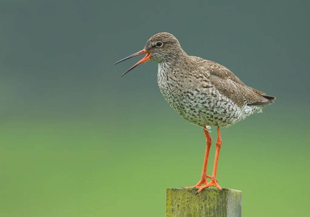 Redshank (Tringa totanus)
