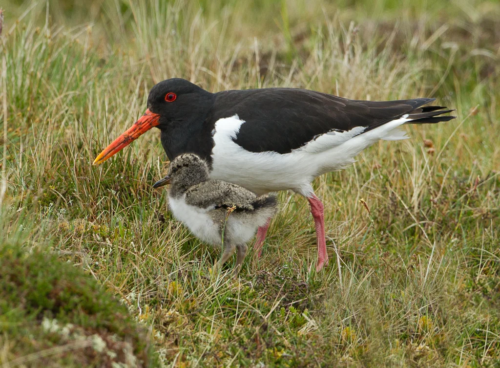 Oystercatcher (Haematopus ostalegus)