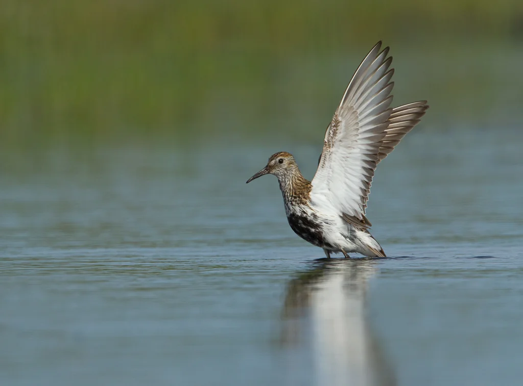 Dunlin (Calidris alpina)