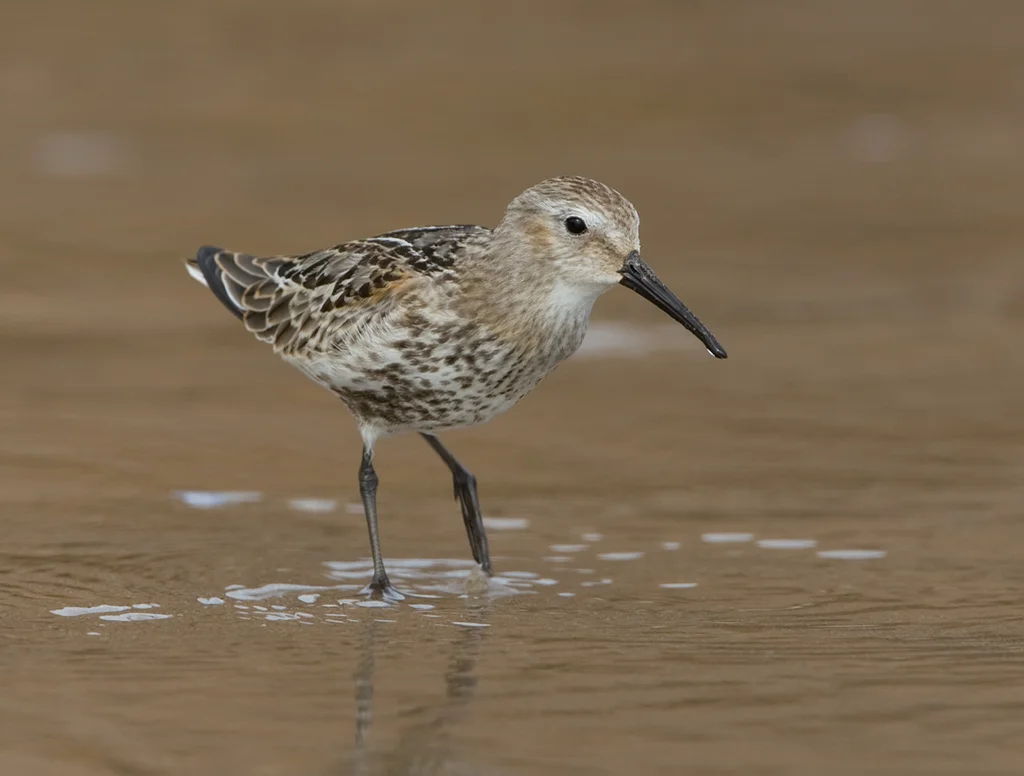 Dunlin (Calidris alpina)