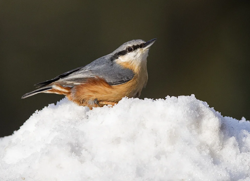 Nuthatch (Sitta europaea)