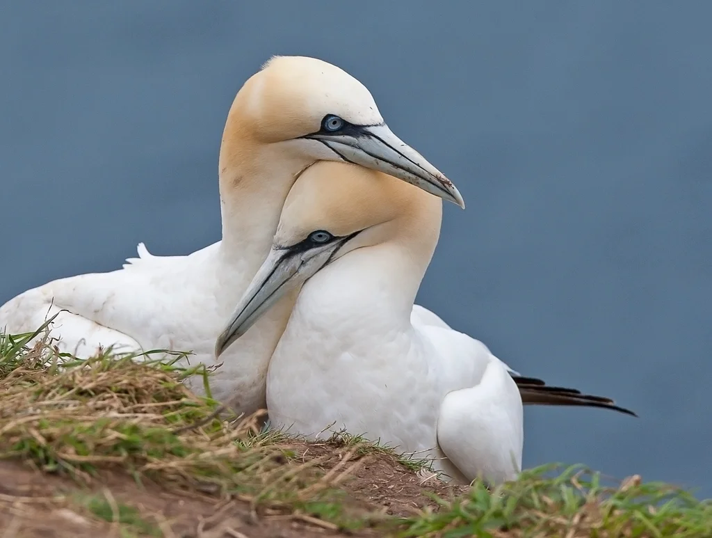 gannet1 (1) copy.jpg