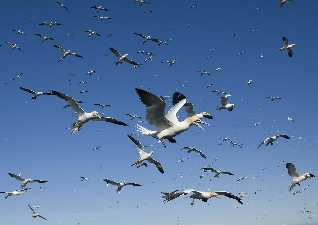 gannet_attack copy.jpg