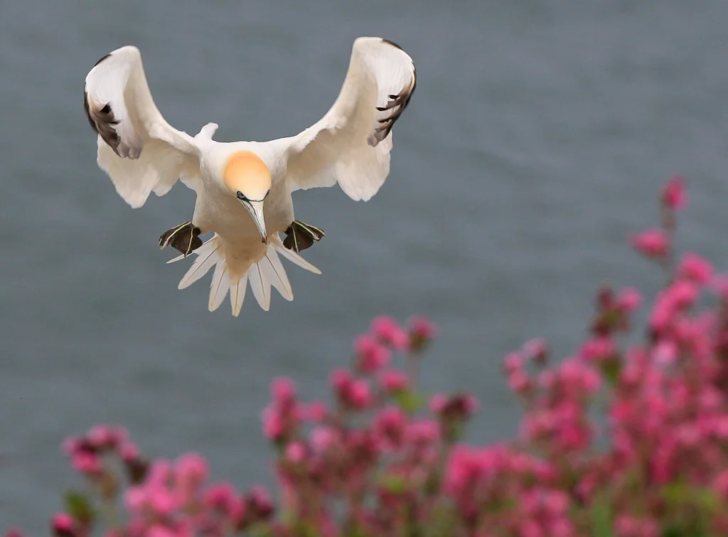 gannet2 3.jpg