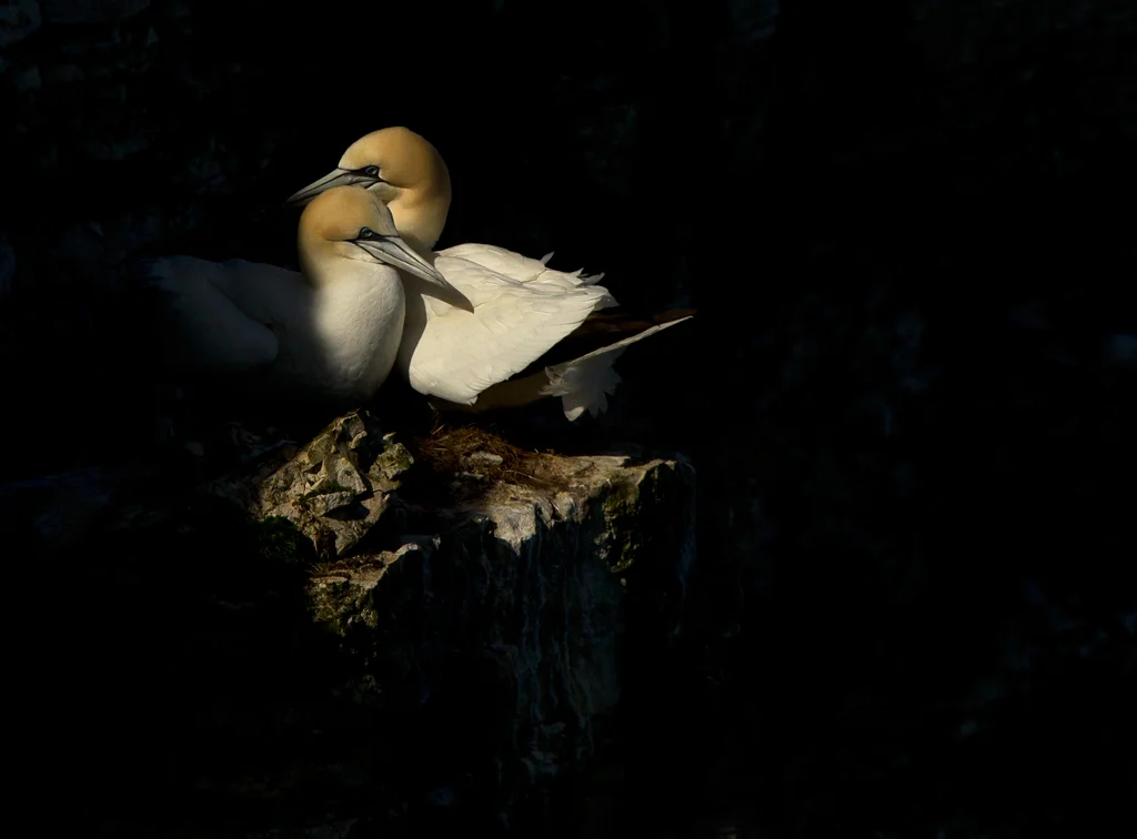 gannets2 (1).jpg