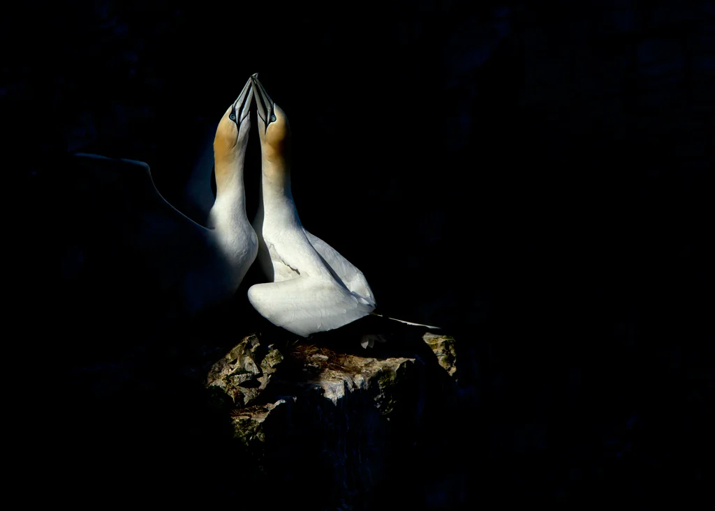 gannets3.jpg