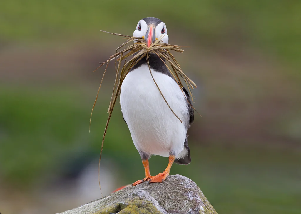 puffin1 copy 3.jpg