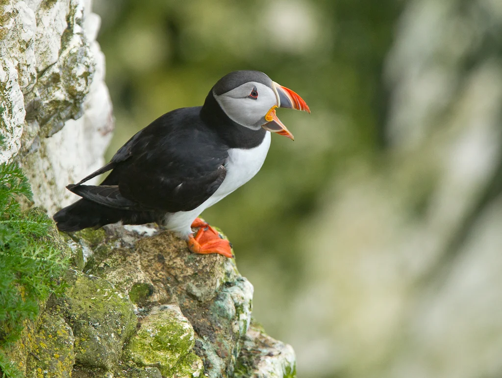 puffin3 (1).jpg