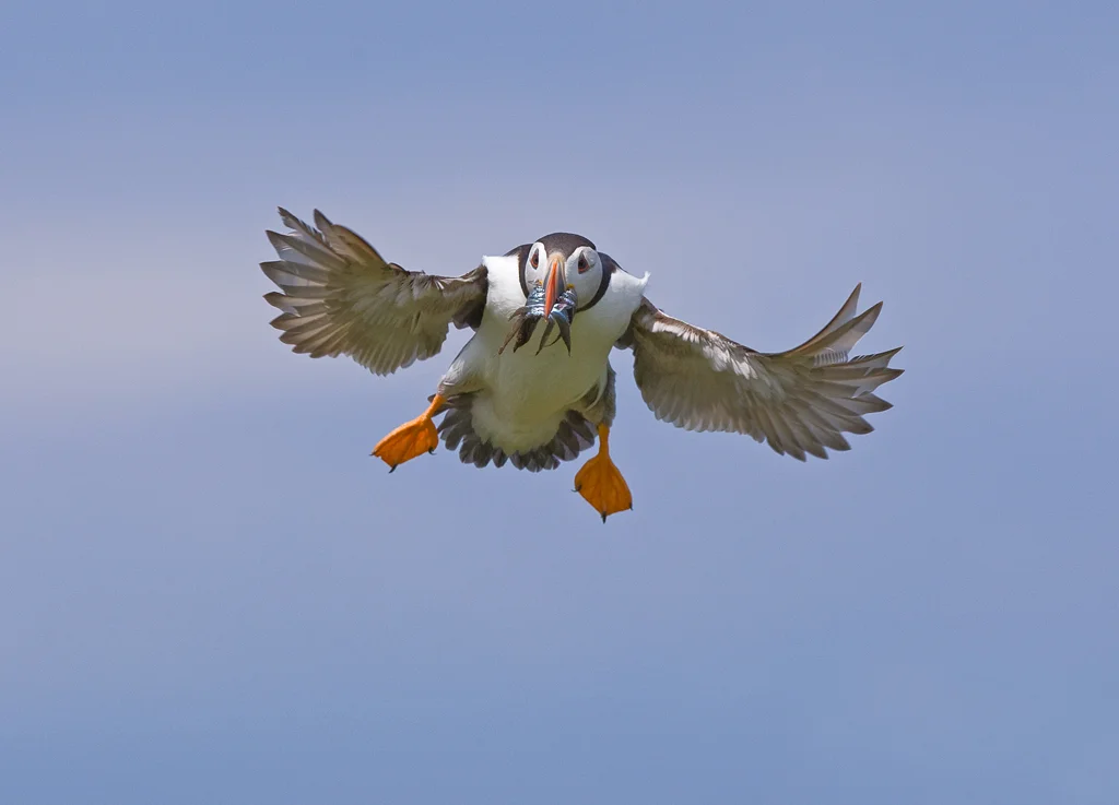 puffin12.jpg