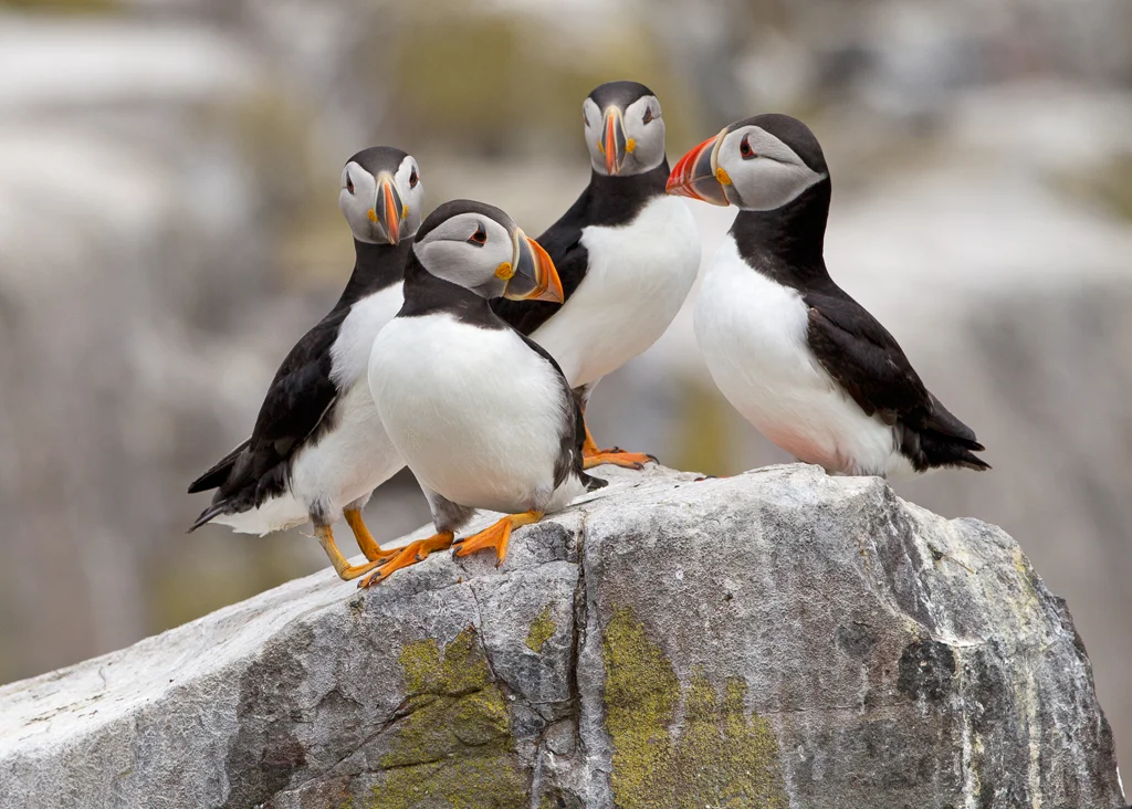 puffins1.jpg