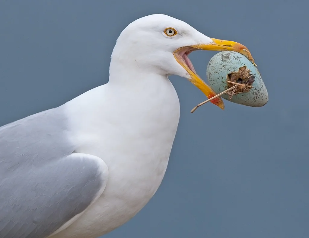 Herring Gull (Larus argentatus)