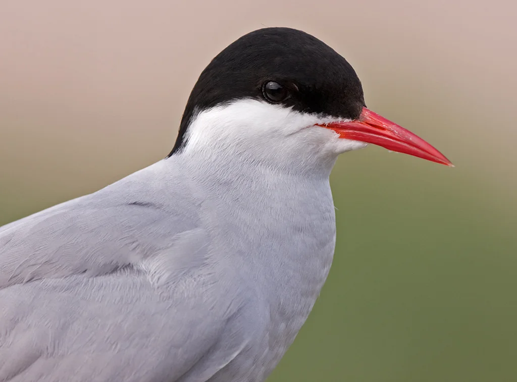 Arctic Tern (Sterna paradisaea)