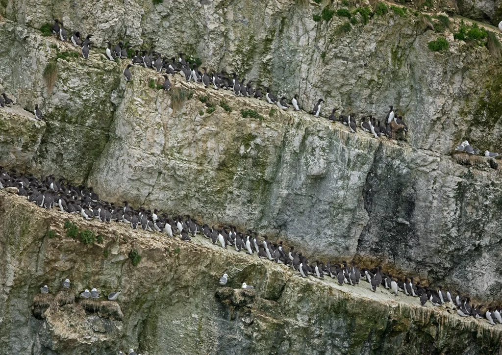 Guillemots (Uria aalge)