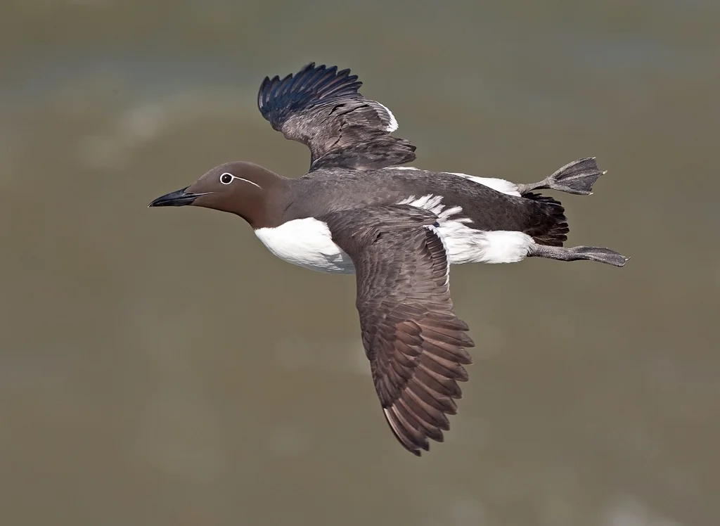 Bridled Guillemot (Cepphus carbo)
