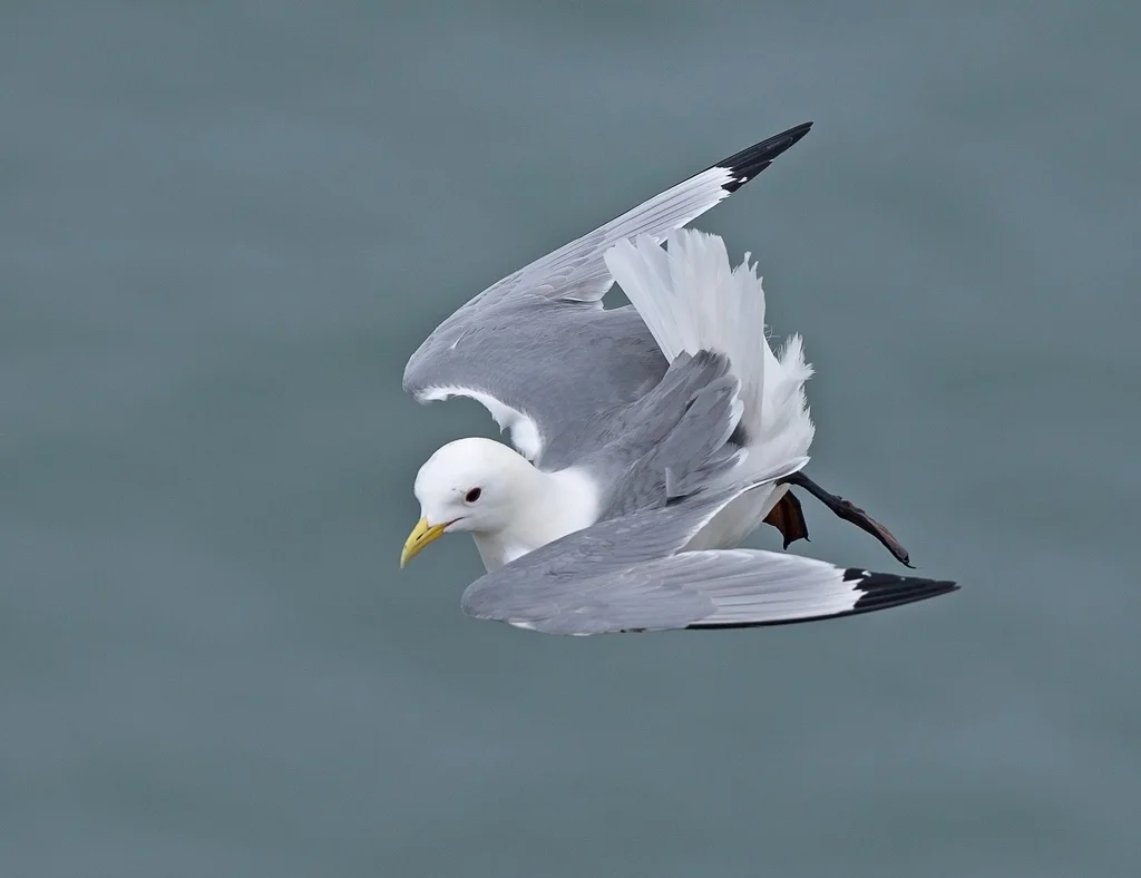 Kittiwake (Rissa tridactyla)