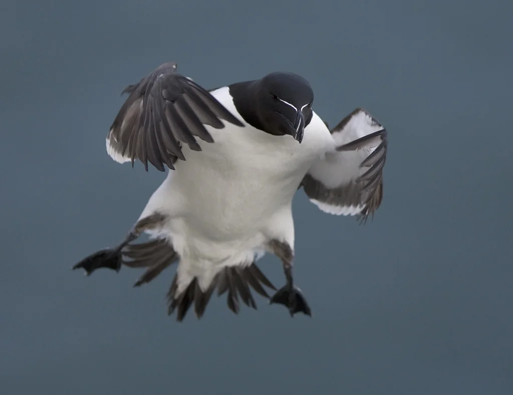 Razorbill (Alca torda)
