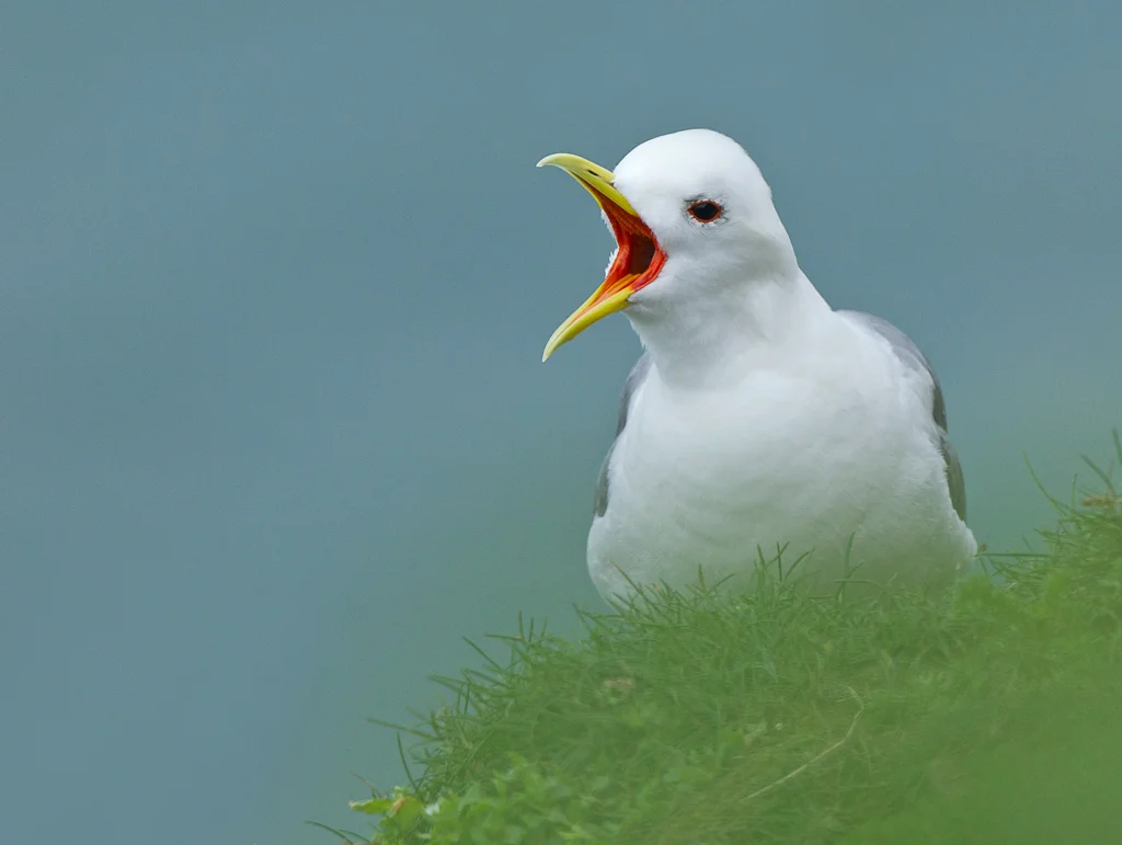 Kittiwake (Rissa tridactyla)