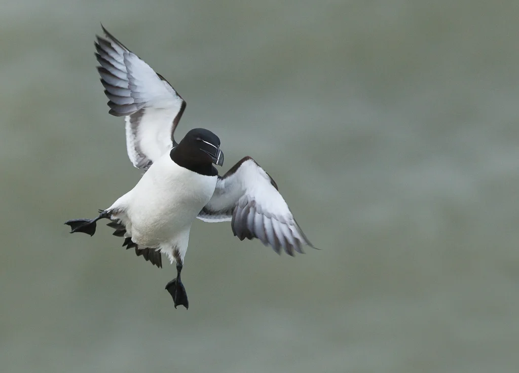 Razorbill (Alca torda)