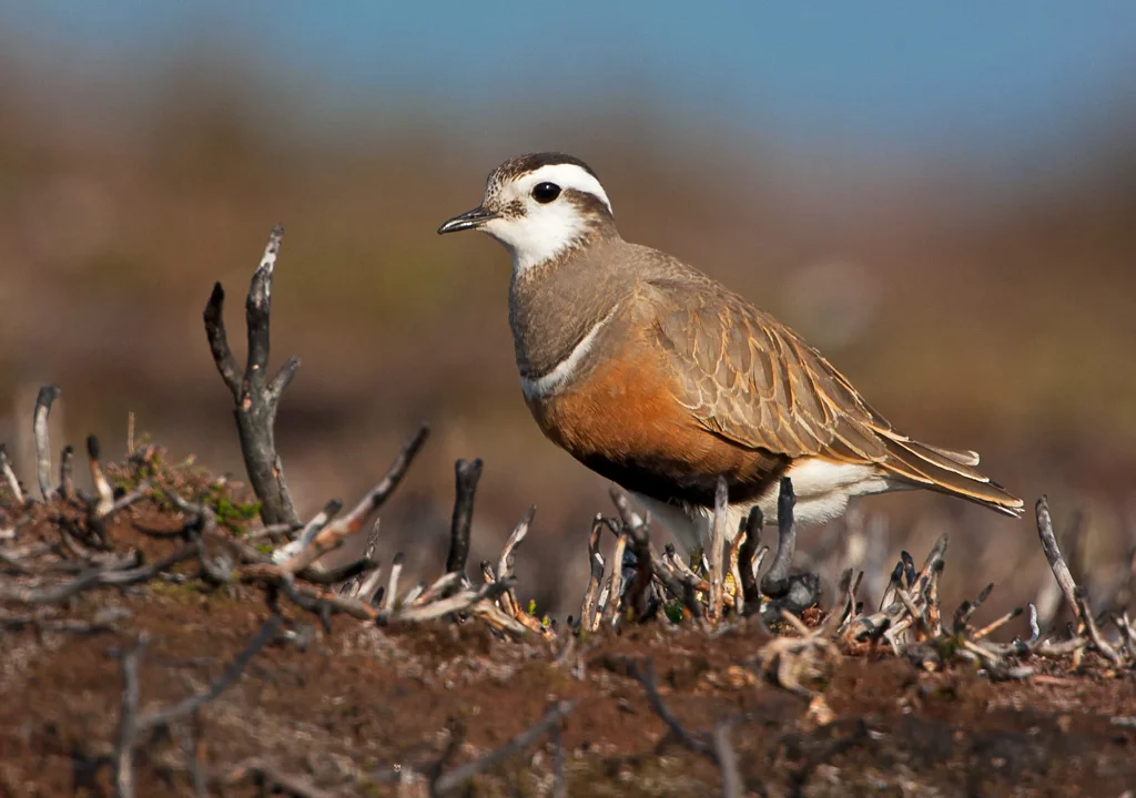Dotterel (Charadrius morinellus)