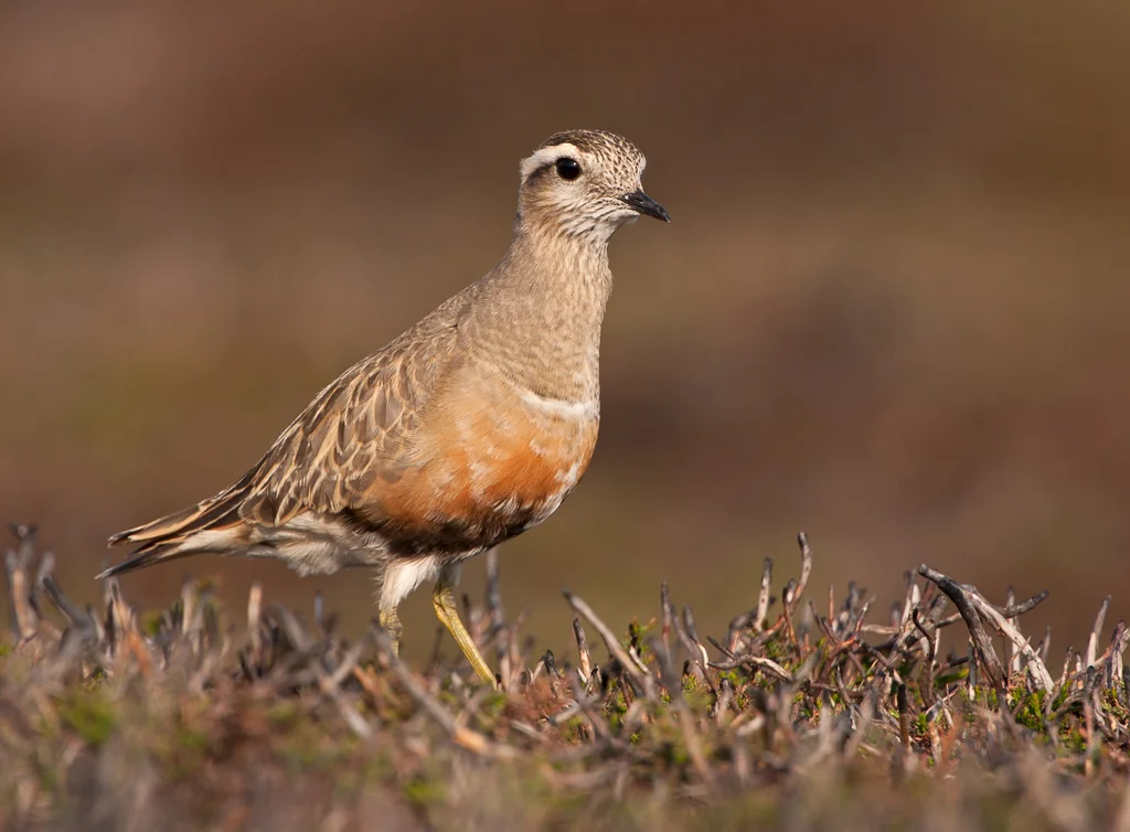 Dotterel (Charadrius morinellus)