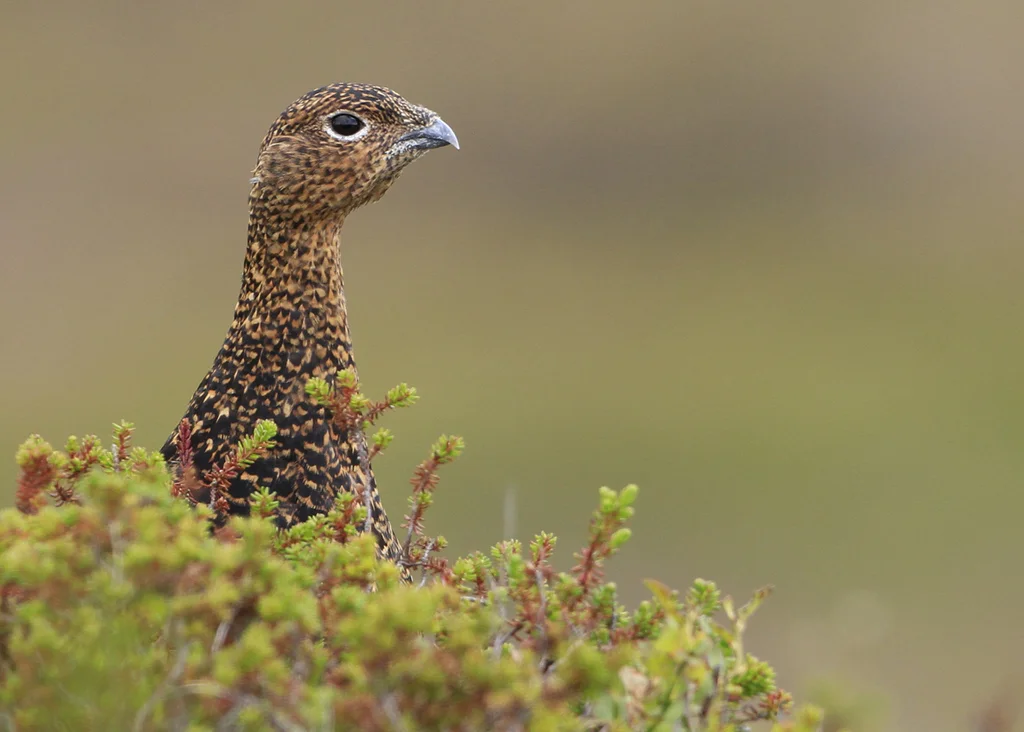 Red Grouse (Lagopus lagopus scotica)