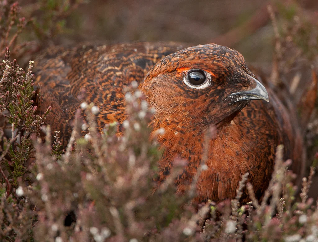 Red Grouse (Lagopus lagopus scotica)