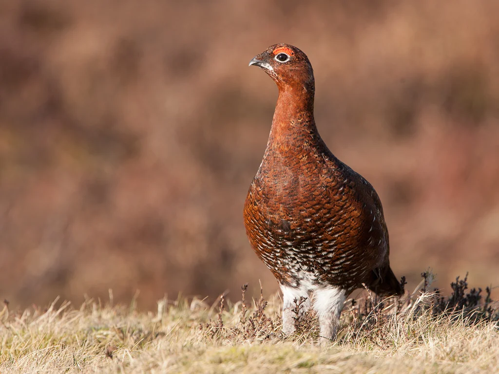 Red Grouse (Lagopus lagopus scotica)