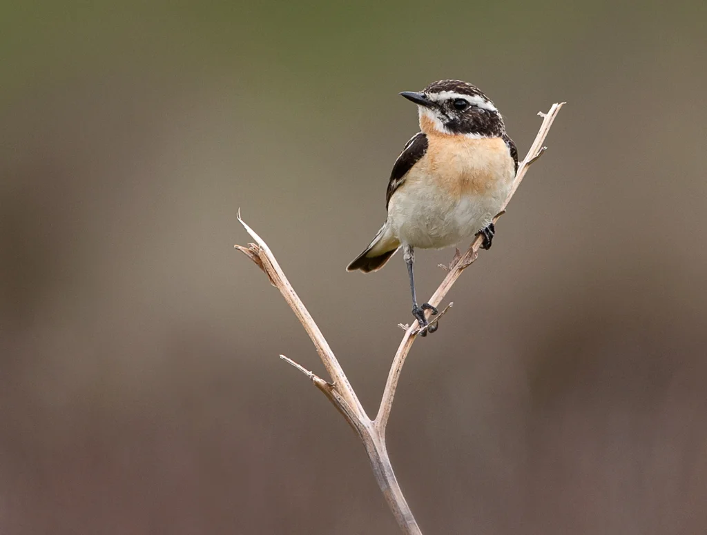 Whinchat (Saxicola rubetra)