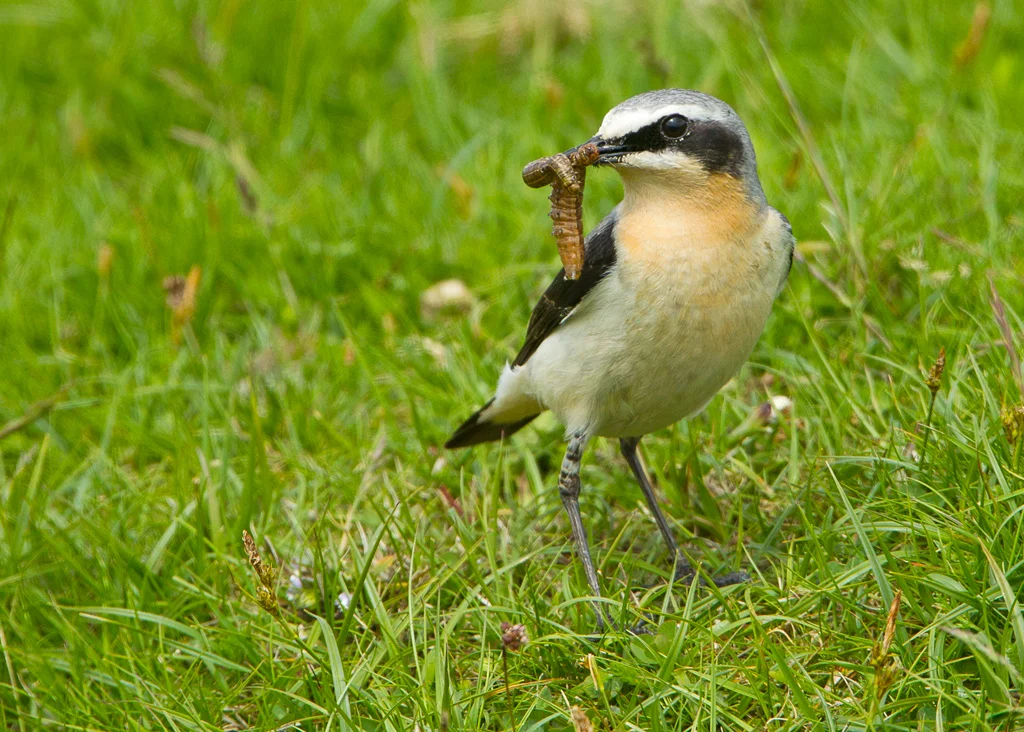 Northern Wheatear (Oenanthe oenanthe)