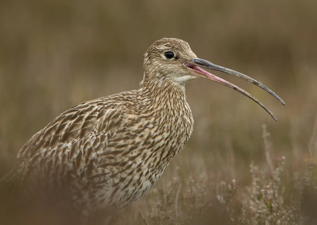 Curlew (Numenius arquata)