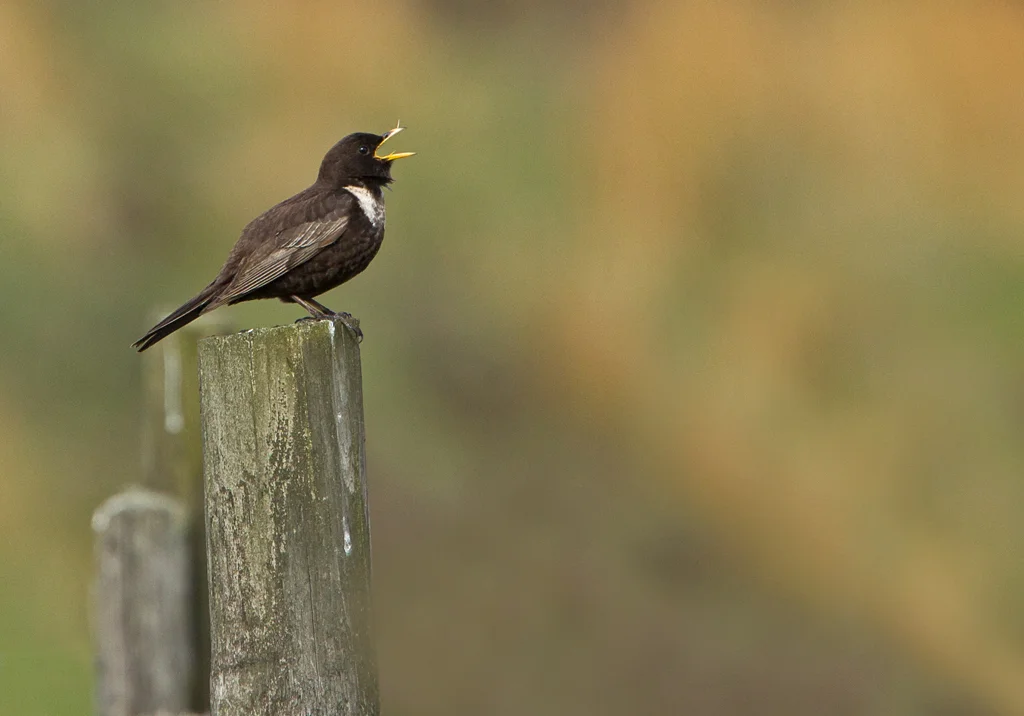 Ring Ouzel (Turdus torquatus)