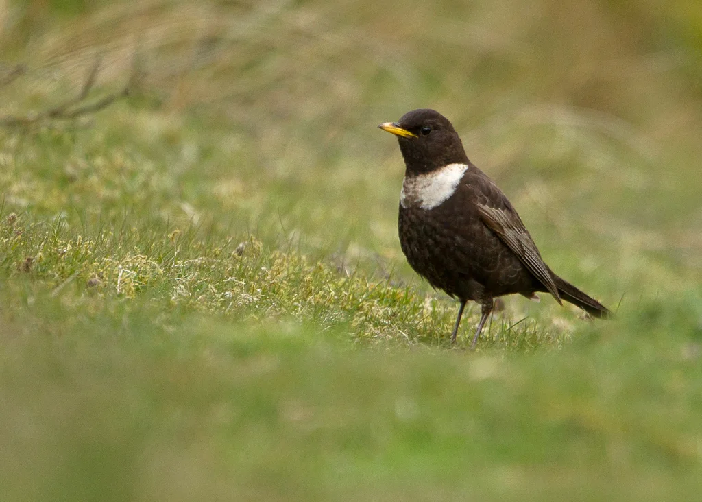Ring Ouzel (Turdus torquatus)
