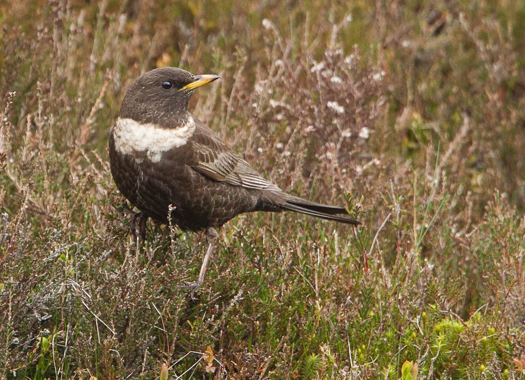 Ring Ouzel (Turdus torquatus)