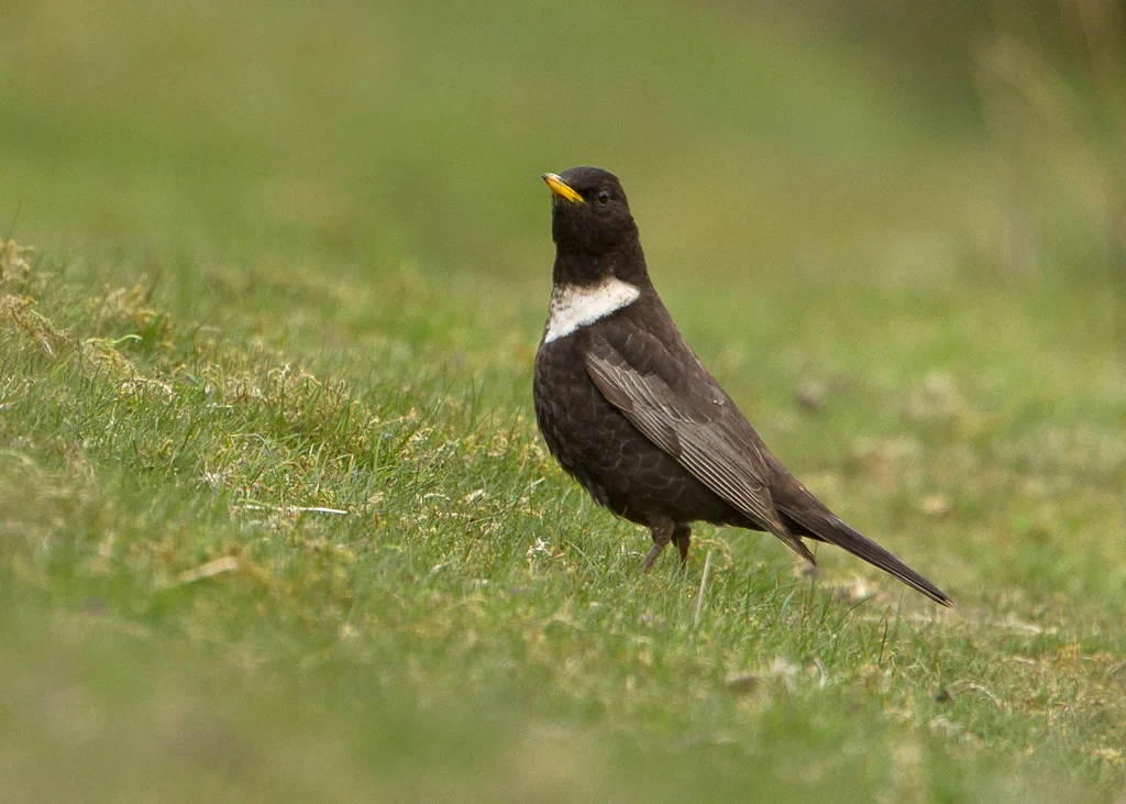 Ring Ouzel (Turdus torquatus)