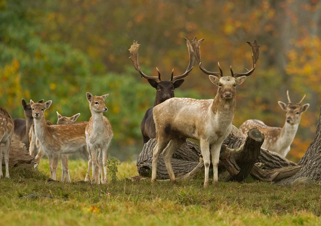 Fallow Deer (Dama dama)