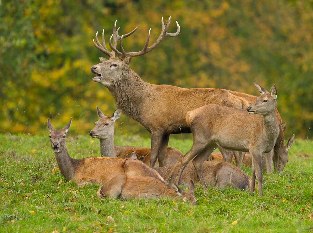 Red Deer (Cervus elaphus)