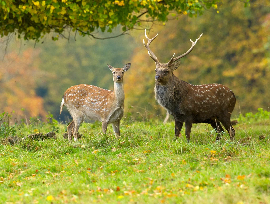 Sika Deer (Cervus nippon)