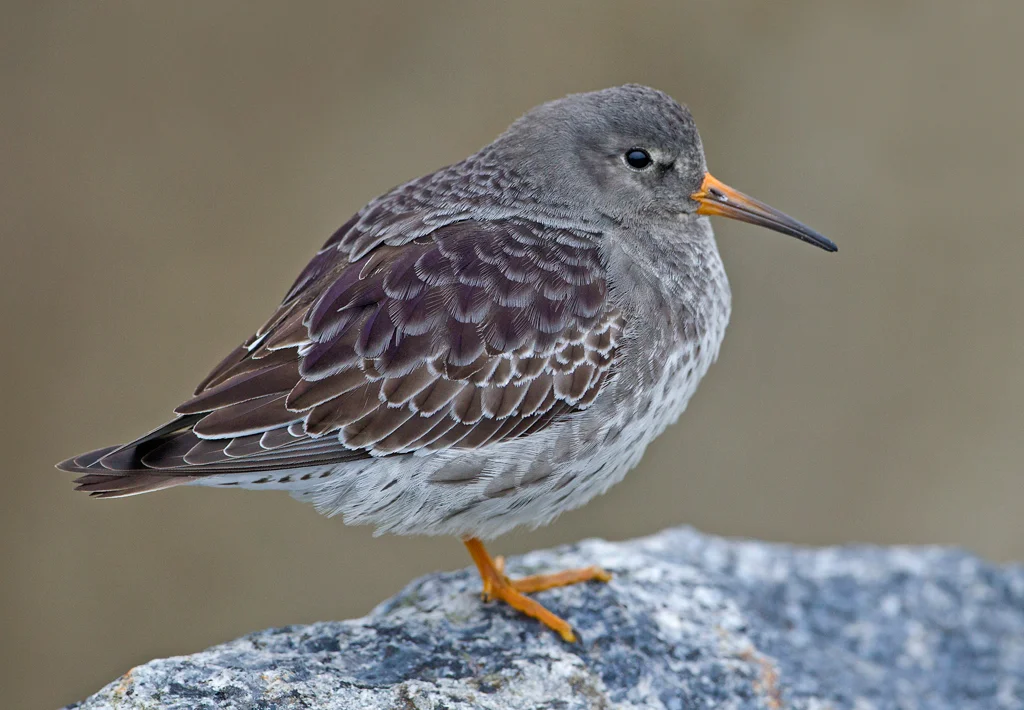 Purple Sandpiper (Calidris maritima)